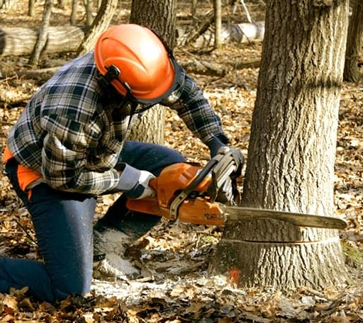 Tree Removal in Kerens, TX